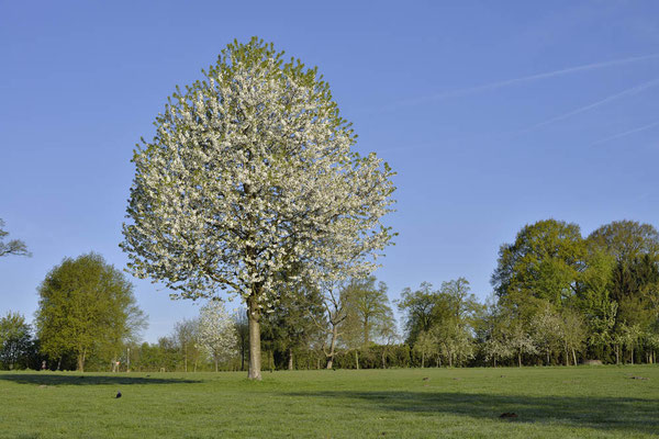 Japanische Zierkirsche (Prunus serrulata) / ch167101