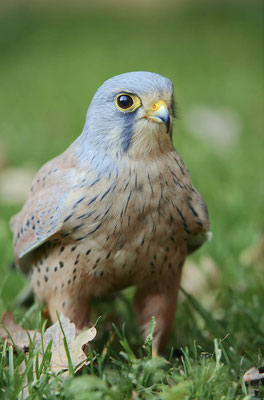Turmfalke (Falco tinnunculus) / ch134173