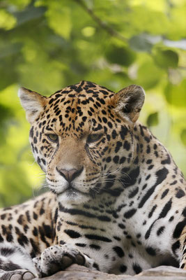 Jaguar (Panthera onca) / ch145455