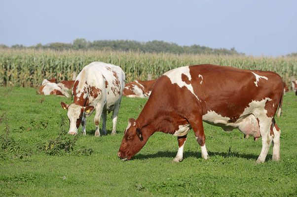 Deutsches Holstein-Rind / ch099980