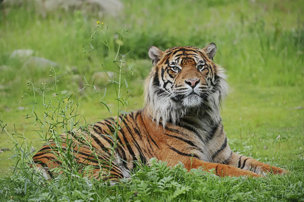Sumatra-Tiger (Panthera tigris sumatrae) / ch128998