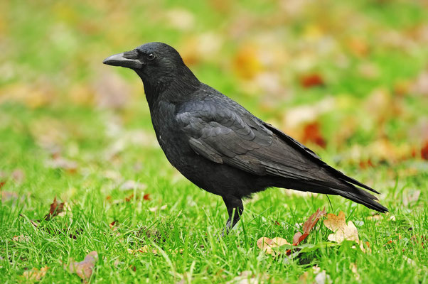 Rabenkrähe (Corvus corone corone) / ch046625