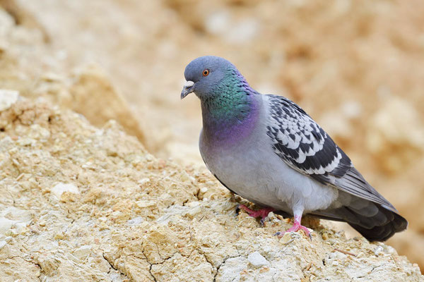 Felsentaube (Columba livia) / ch171301