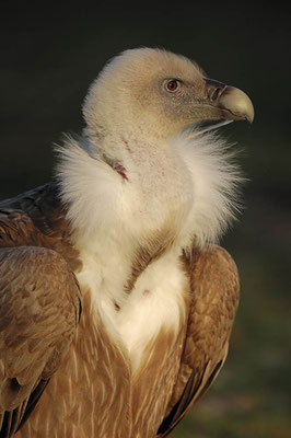 Gänsegeier (Gyps fulvus) / ch046859