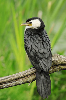 Australische Zwergscharbe (Microcarbo melanoleucos, Phalacrocorax melanoleucos) / ch049382