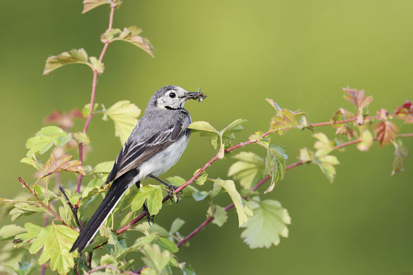 Bachstelze (Motacilla alba) / ch183567