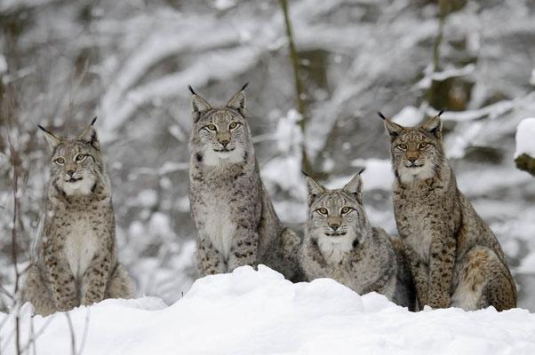 Eurasischer Luchs (Lynx lynx) / ch135796