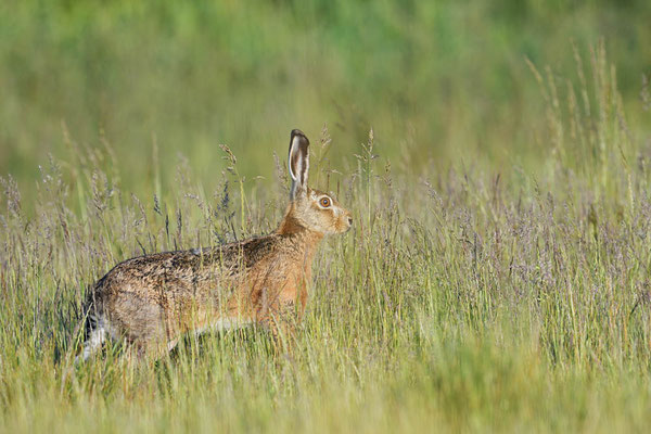 Feldhase (Lepus europaeus) / ch195638