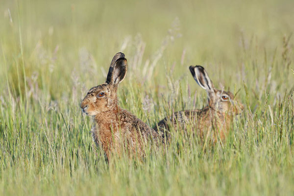 Feldhase (Lepus europaeus) / ch195628