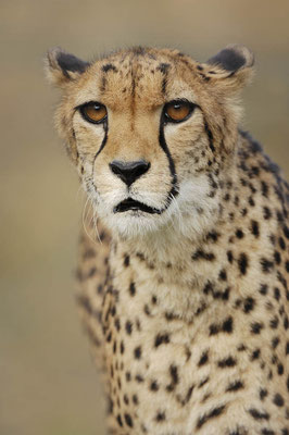 Gepard (Acinonyx jubatus) / ch031672