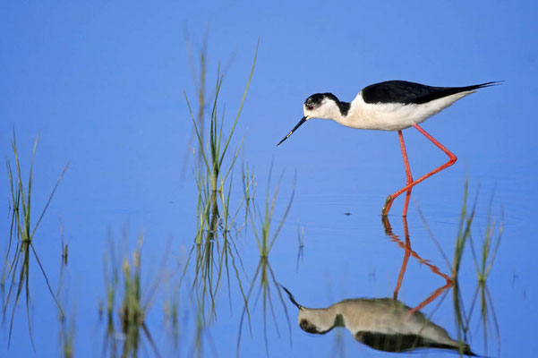 Stelzenläufer (Himantopus himantopus) / chs03669