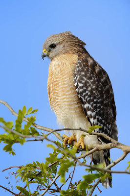 Rotschulterbussard (Buteo lineatus) / ch066056