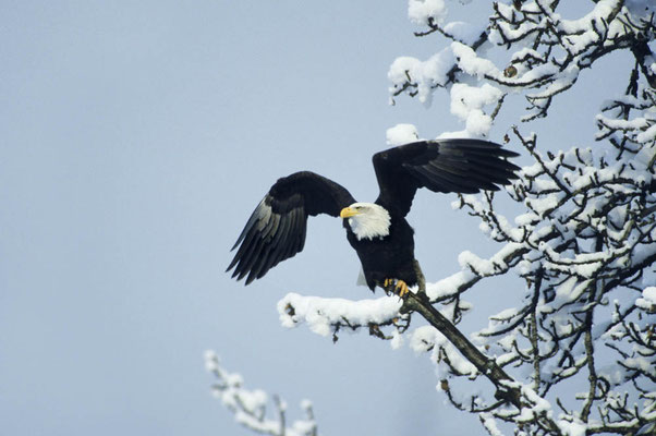 Weißkopfseeadler (Haliaeetus leucocephalus) / chs07848