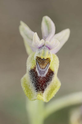 Wespen-Ragwurz (Ophrys tenthredinifera) / ch155069