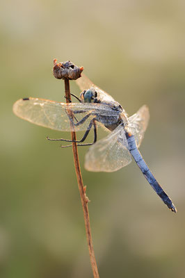 Großer Blaupfeil (Orthetrum cancellatum) / ch181878