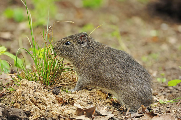 Wildmeerschweinchen (Cavia aperea) / ch038439