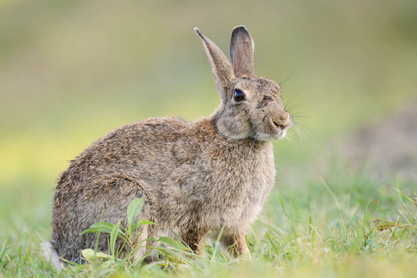 Wildkaninchen (Oryctolagus cuniculus) / ch196388