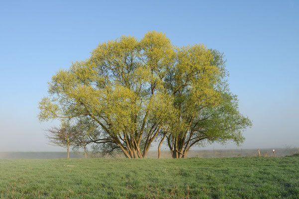 Silber-Weide (Salix alba) / ch174193