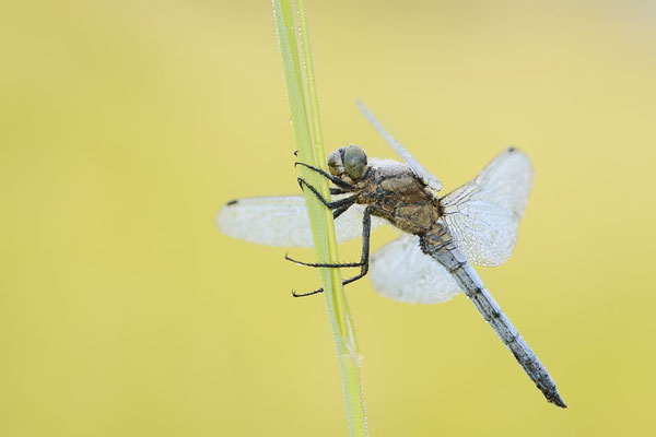 Großer Blaupfeil (Orthetrum cancellatum) / ch177692