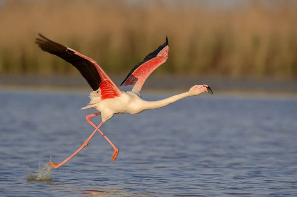 Rosaflamingo (Phoenicopterus roseus) / ch091807