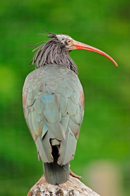 Waldrapp (Geronticus eremita) / ch038270