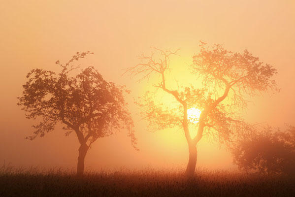 Obstbäume im Nebel bei Sonnenaufgang / ch192109