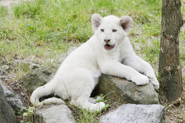 Weißer Löwe (Panthera leo) / ch137459