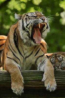 Sumatra-Tiger (Panthera tigris sumatrae) / ch071786