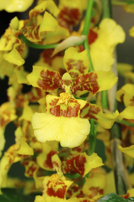 Orchidee (Oncidium sphacelatum) / ch036557