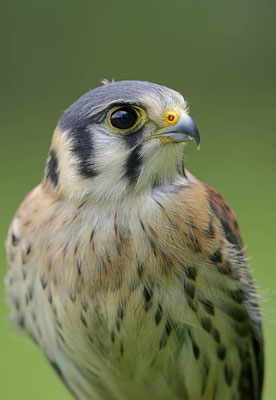 Buntfalke (Falco sparverius) / ch114579