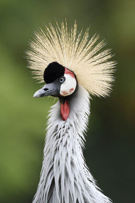 Ostafrikanischer Kronenkranich (Balearica regulorum gibbericeps) / ch167458