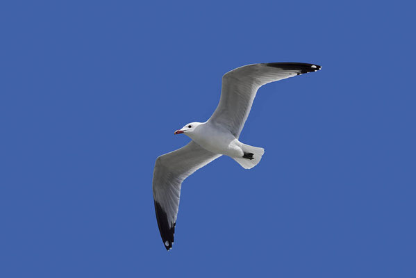 Korallenmöwe (Ichthyaetus audouinii, Larus audouinii) / ch154891