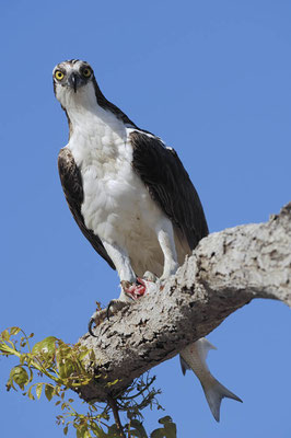 Fischadler (Pandion haliaetus) / ch024963