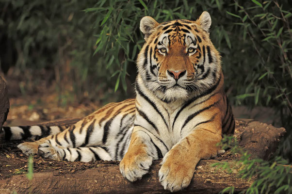 Sibirischer Tiger (Panthera tigris altaica) / ch043426