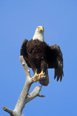 Weißkopfseeadler (Haliaeetus leucocephalus) / chs07957