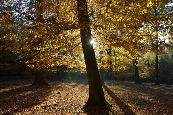 Rotbuche (Fagus sylvatica) / ch165454