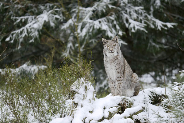 Eurasischer Luchs (Lynx lynx) / ch152757