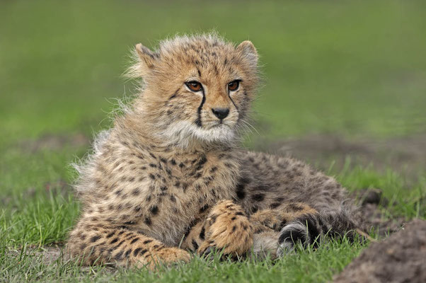 Gepard (Acinonyx jubatus) / ch031636