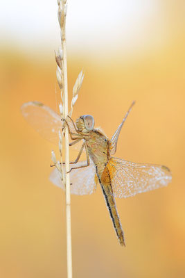 Feuerlibelle (Crocothemis erythraea) / ch181830