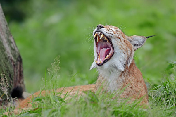 Eurasischer Luchs (Lynx lynx) / ch096861