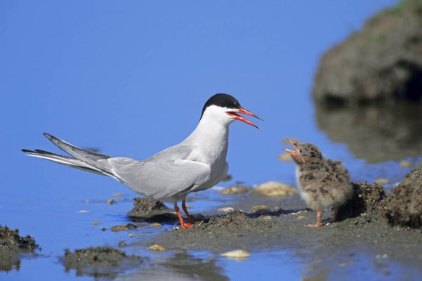 Flussseeschwalbe (Sterna hirundo) / chs04656