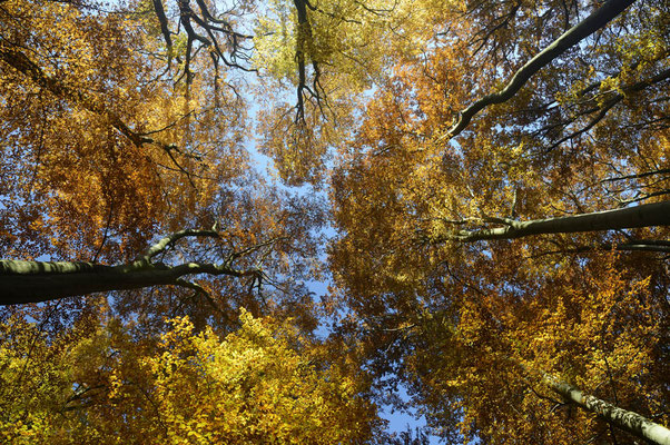 Rotbuche (Fagus sylvatica) / ch165444