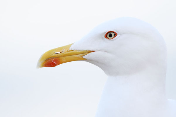 Mittelmeermöwe (Larus michahellis) / ch180448