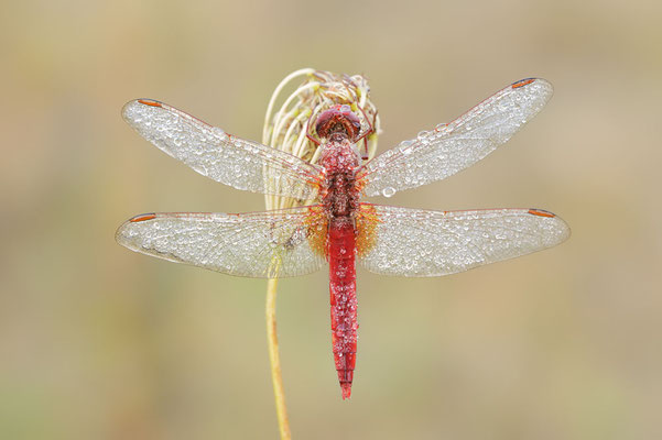 Feuerlibelle (Crocothemis erythraea) / ch181819