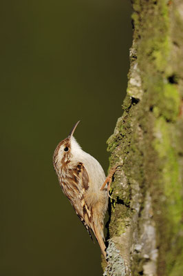 Gartenbaumläufer (Certhia brachydactyla) / ch047747