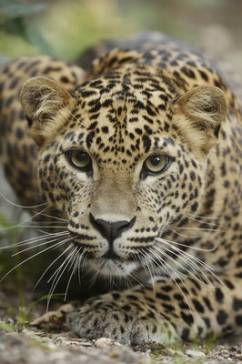 Sri-Lanka-Leopard (Panthera pardus kotiya) / ch037499