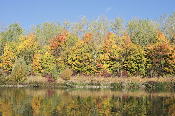Laubbäume an einem See im Herbst, Nordrhein-Westfalen / ch185322
