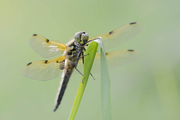 Vierfleck (Libellula quadrimaculata) / ch168005