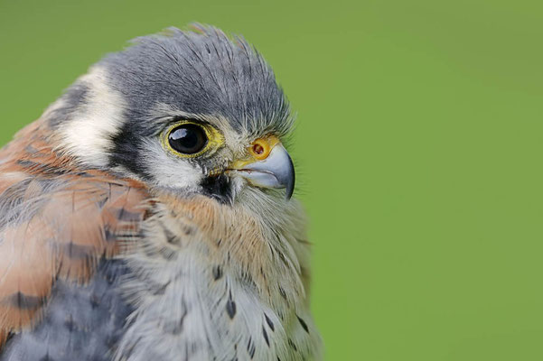Buntfalke (Falco sparverius) / ch131768a