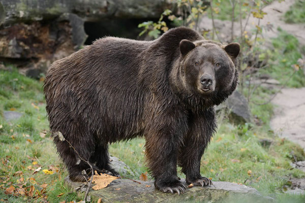 Europäischer Braunbär (Ursus arctos arctos) / ch141180